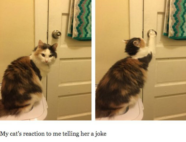 funny cats