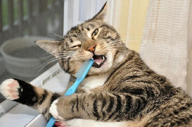 cat cancer signs