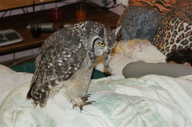 Owl gets saved and spends everyday repaying its rescuer
