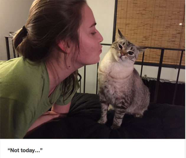 funny cats