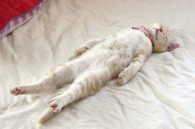 cat cancer signs