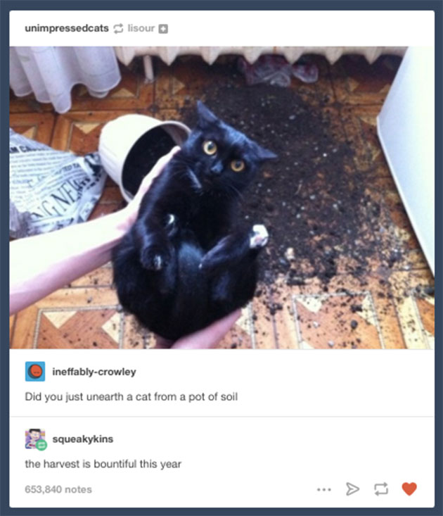 funny cats