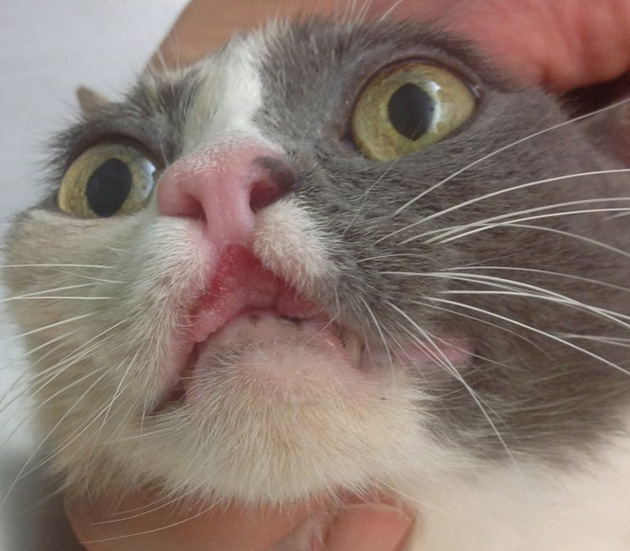 cat cancer signs