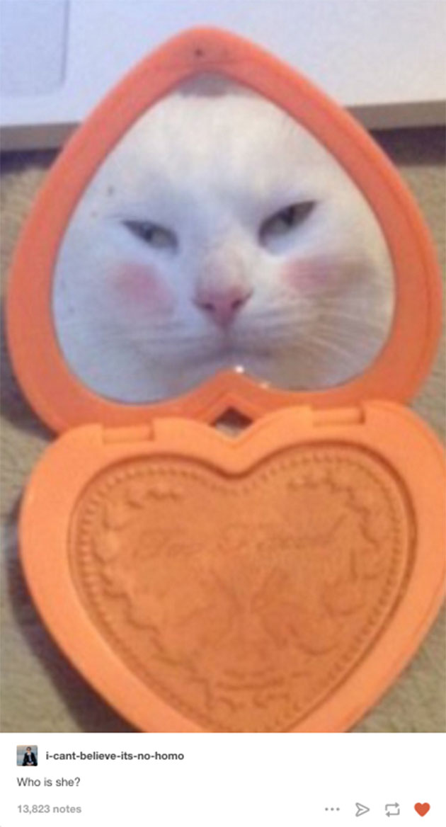 funny cats