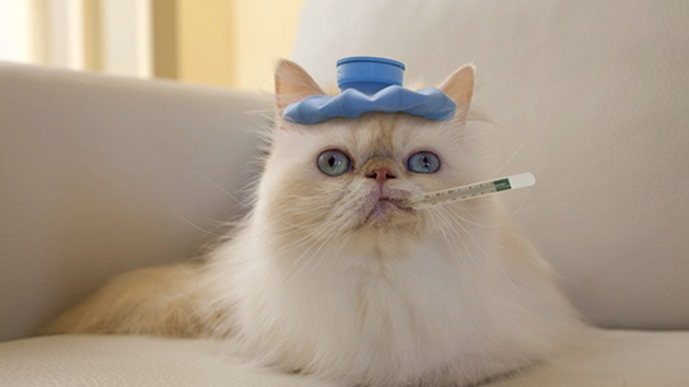 cat cancer signs