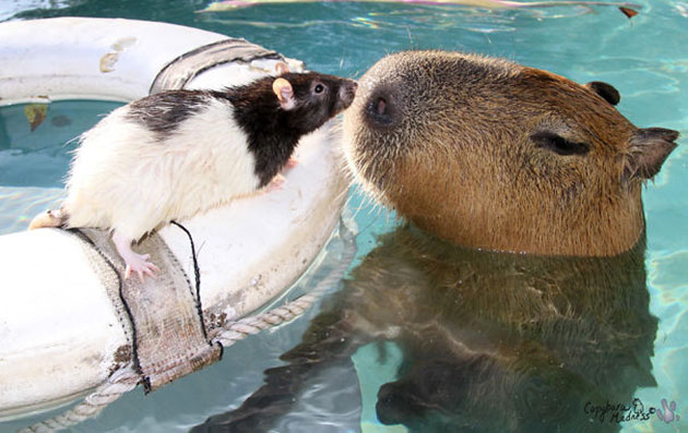 Animals Like Capybaras So Much