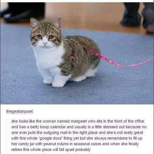 funny cats
