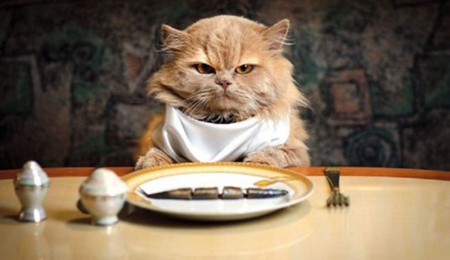 cat cancer signs