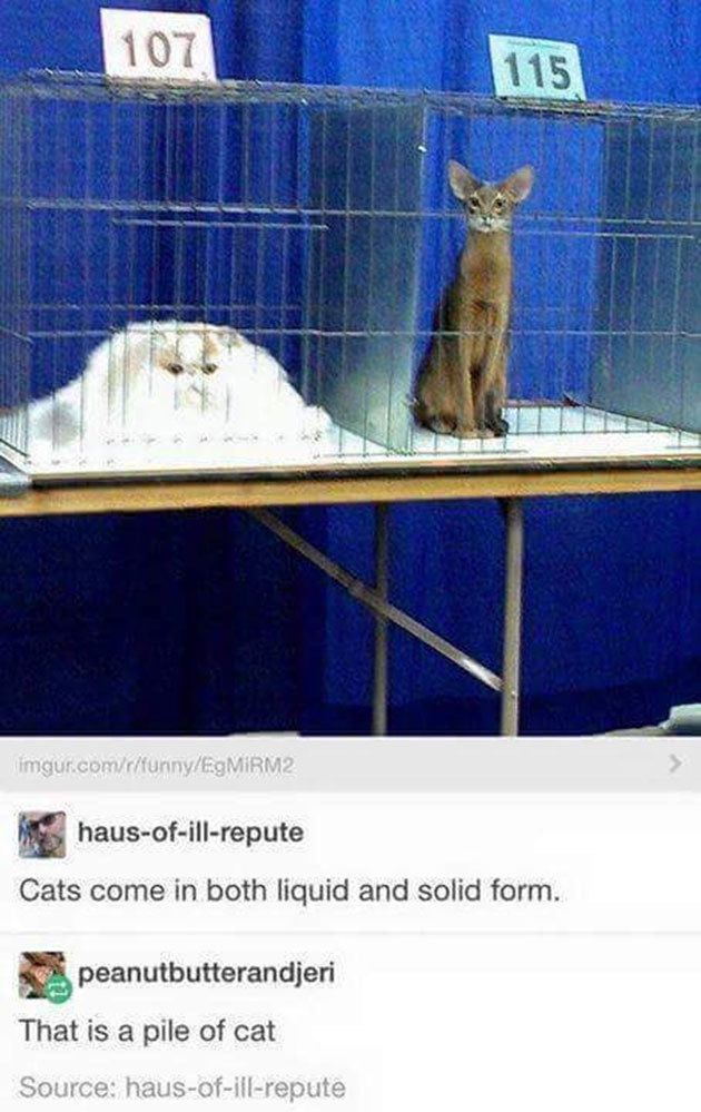 funny cats
