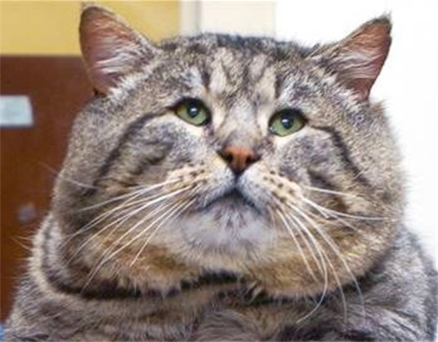 cat cancer signs