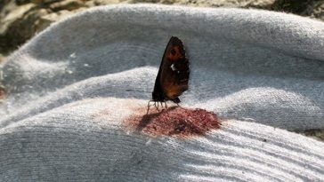 Beautiful Butterflies