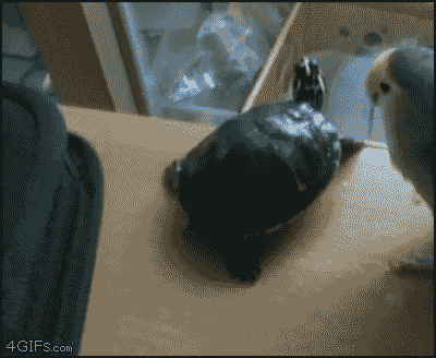 Cleaning the table - Imgur