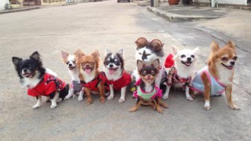 7 Chihuahuas and a Cat