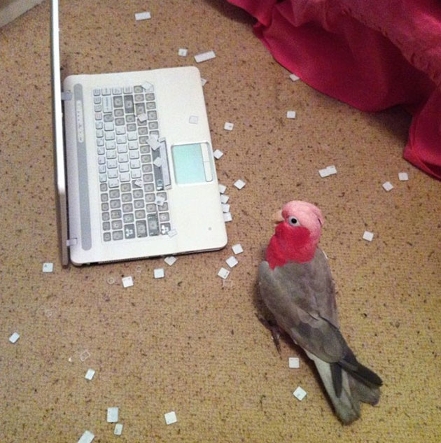 Q0iIStp