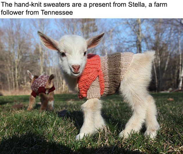 baby-goats-knit-sweaters-sunflower-farm-1
