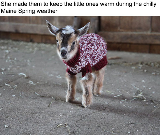 baby-goats-knit-sweaters-sunflower-farm-2