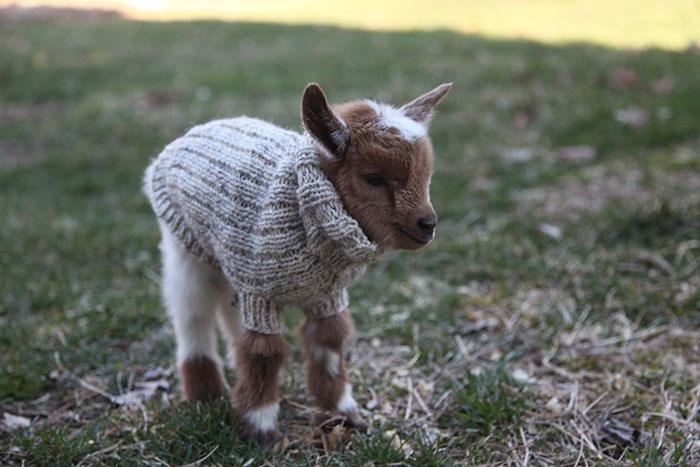 baby-goats-knit-sweaters-sunflower-farm-4