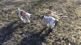 baby-goats-knit-sweaters-sunflower-farm-6