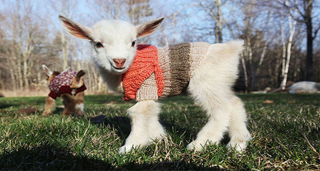 baby-goats-knit-sweaters-sunflower-farm-coverimage