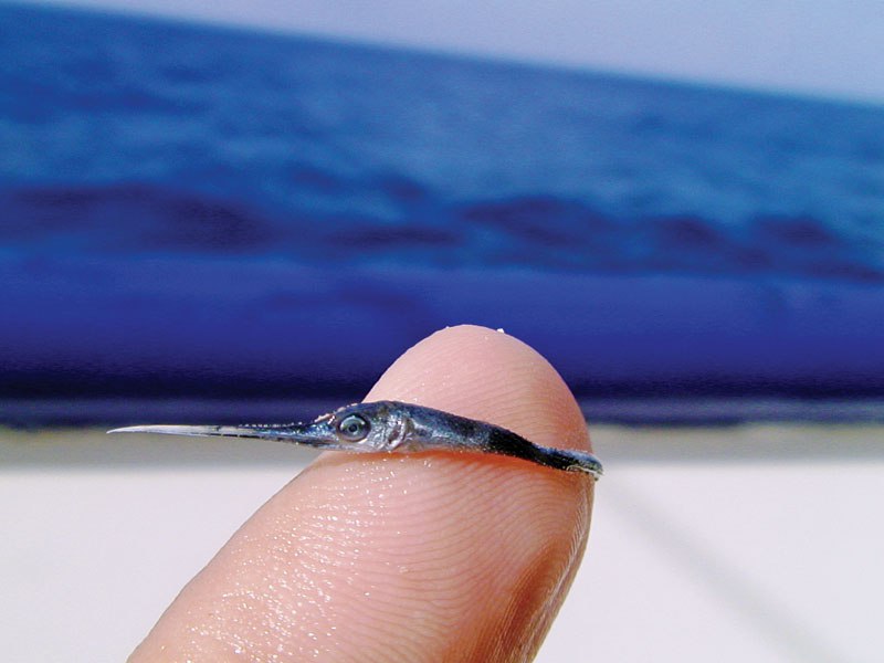 baby-swordfish-close-up