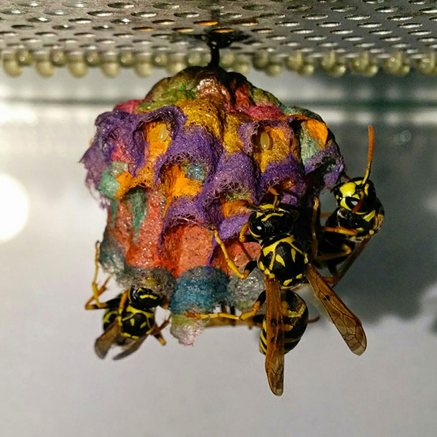 colorful paper wasp nests rainbow