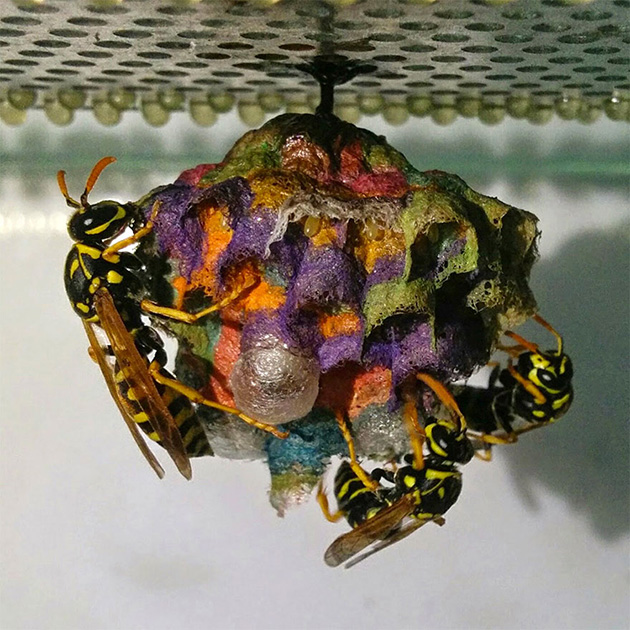 colorful paper wasp nests rainbow