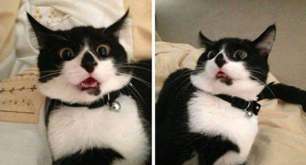 funny cats