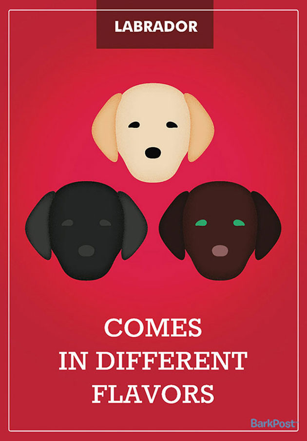 dog-breed-illustrations-labels-laura-palumbo-8
