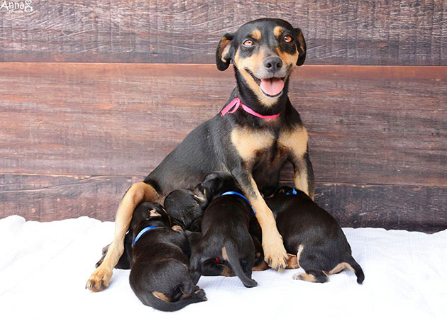 dog-maternity-photoshoot-puppies-lilica-ana-paula-grillo-10
