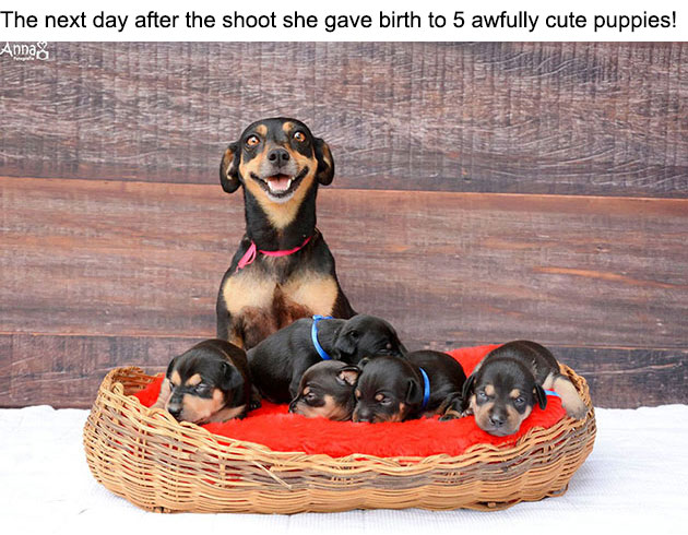 dog-maternity-photoshoot-puppies-lilica-ana-paula-grillo-2