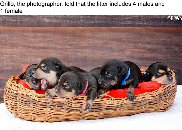 dog-maternity-photoshoot-puppies-lilica-ana-paula-grillo-3