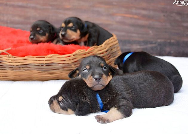 dog-maternity-photoshoot-puppies-lilica-ana-paula-grillo-6