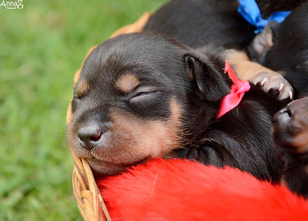 dog-maternity-photoshoot-puppies-lilica-ana-paula-grillo-7
