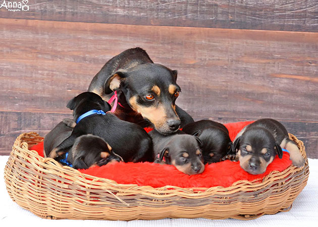 dog-maternity-photoshoot-puppies-lilica-ana-paula-grillo-8