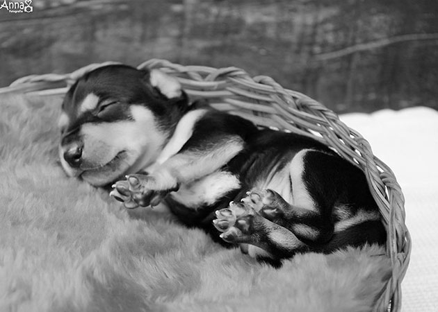 dog-maternity-photoshoot-puppies-lilica-ana-paula-grillo-9