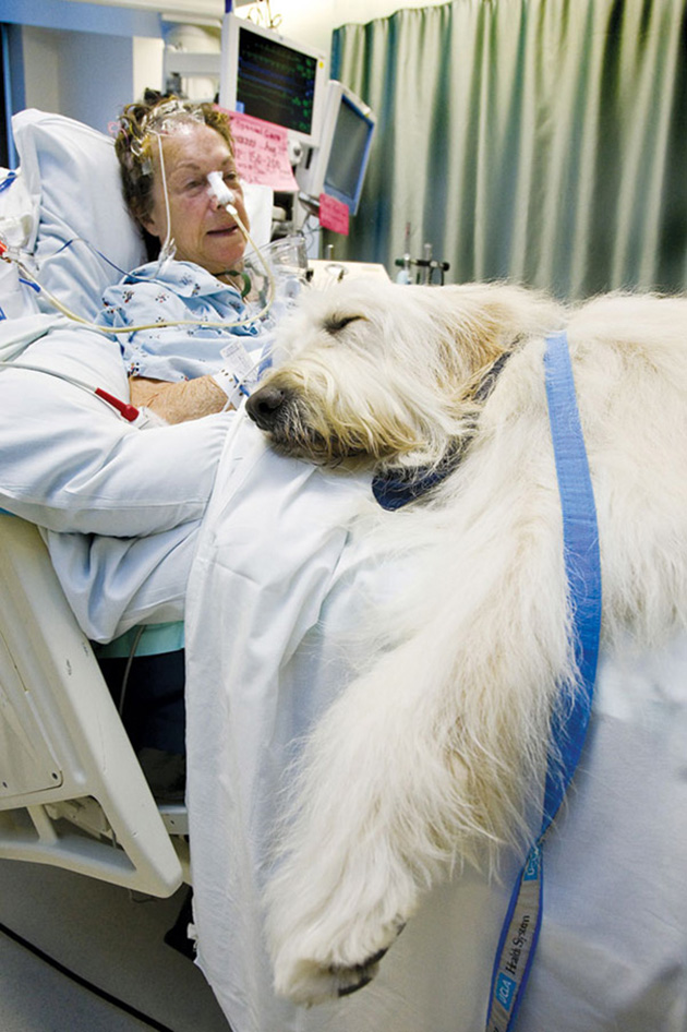 therapy animals