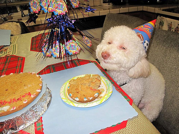 pets birthday parties