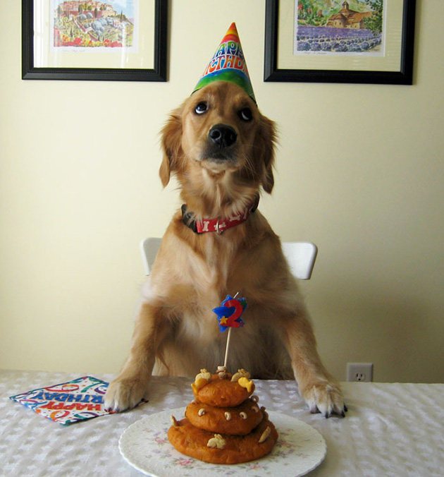 pets birthday parties
