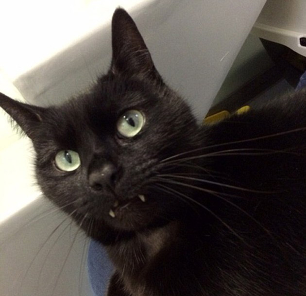 rory dracula cat 