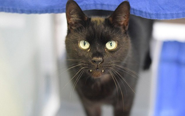 rory dracula cat 