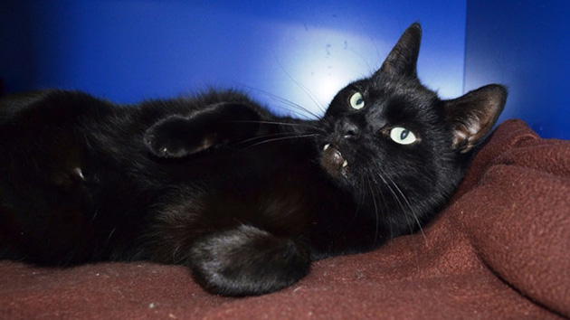 rory dracula cat 