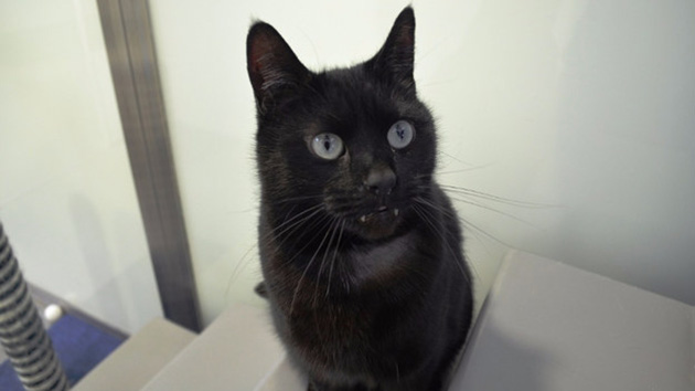 rory dracula cat 