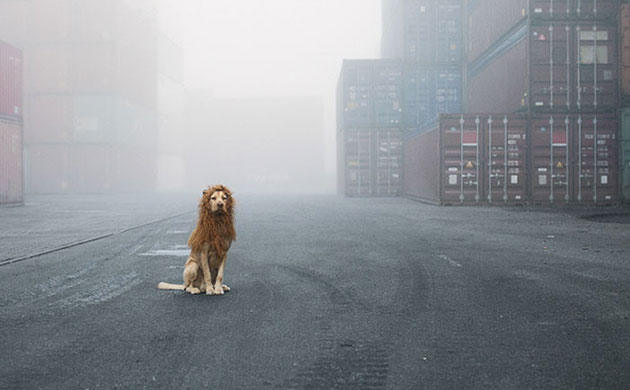 stray-dog-big-city-lion-grossstadtlowe-julia-marie-werner-coverimage