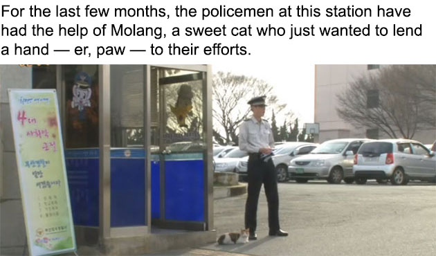 02-molang-police-cat-710x312