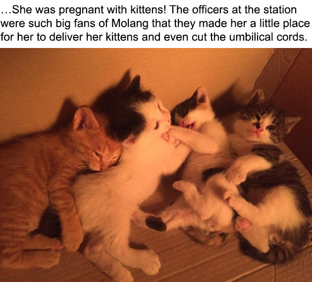 04-molang-police-cat-710x533