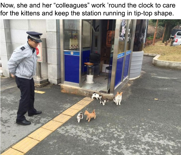 05-molang-police-cat-710x533-(1)