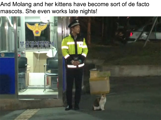 06-molang-police-cat-710x457