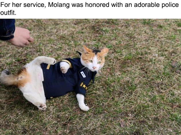 07-molang-police-cat-710x472