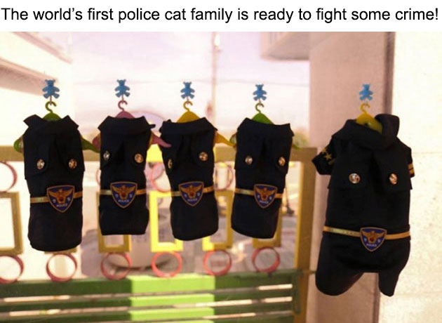 09-molang-police-cat-710x472