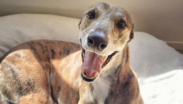 greyhound
